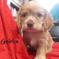 puppy, for, sale, Cocker Spaniel, Joe & Cherri  Overlease, dog, breeder, Miller, MO, dog-breeder, puppy-for-sale, forsale, nearby, find, puppyfind, locator, puppylocator, aca